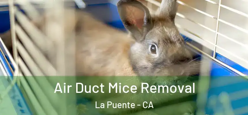  Air Duct Mice Removal La Puente - CA